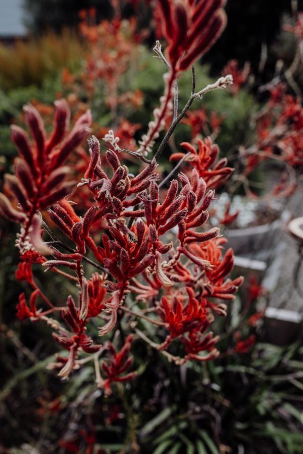 Bicheno Gardens Villa ภายนอก รูปภาพ